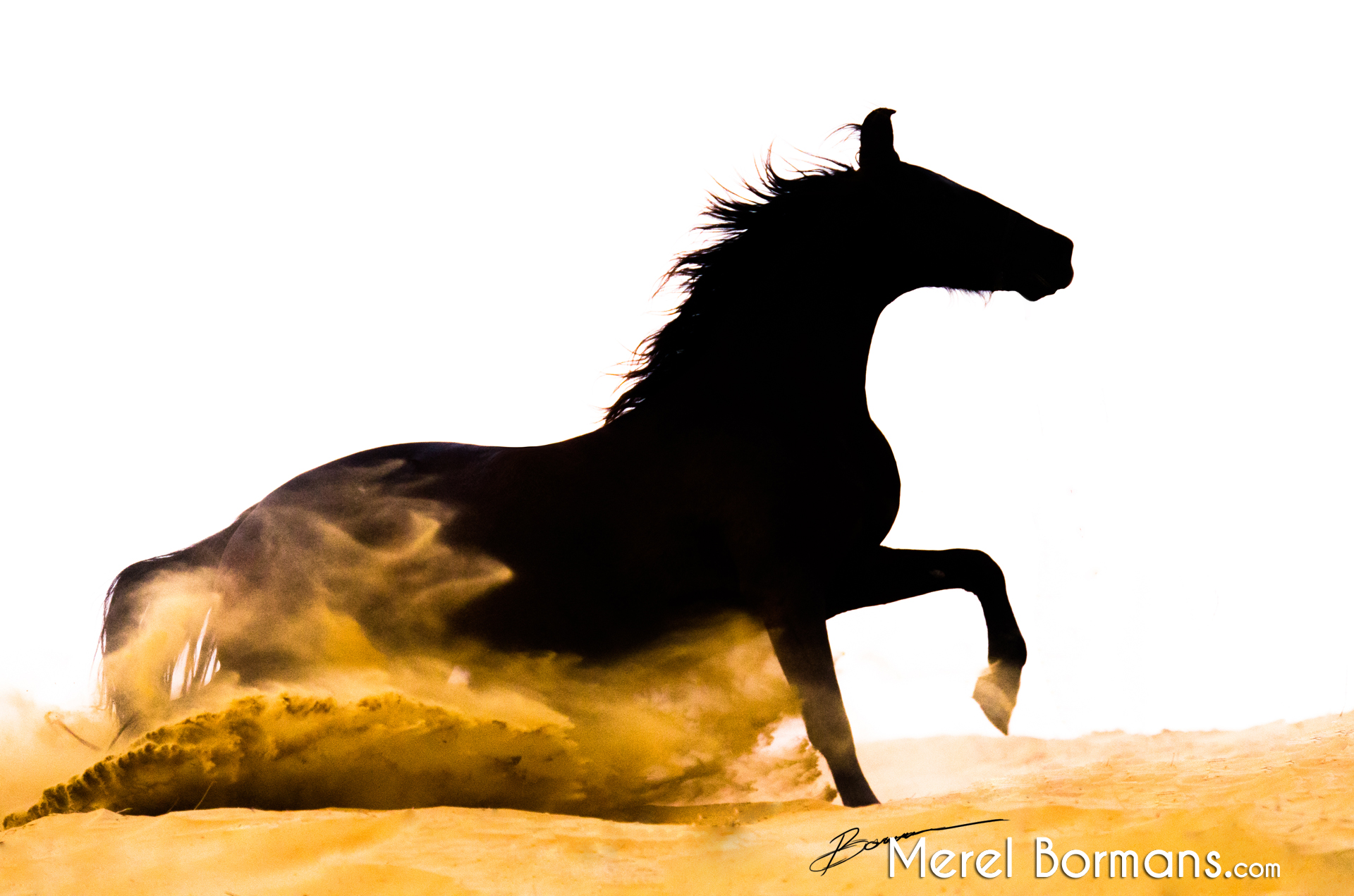 Silhouetfoto van een Marwari paard in de woestijn